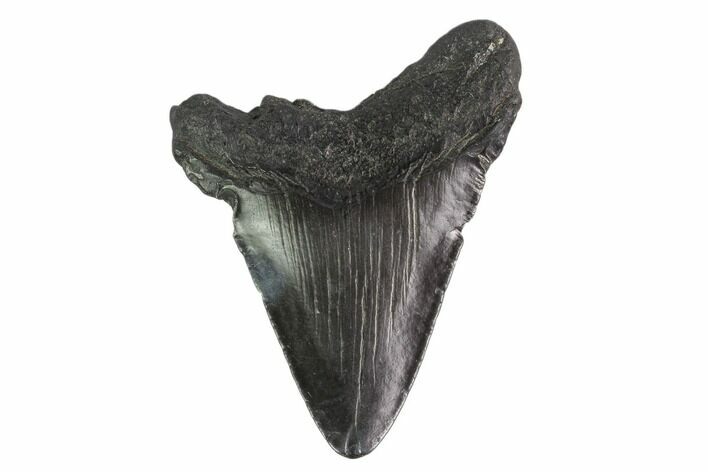 Fossil Megalodon Tooth - South Carolina #130084